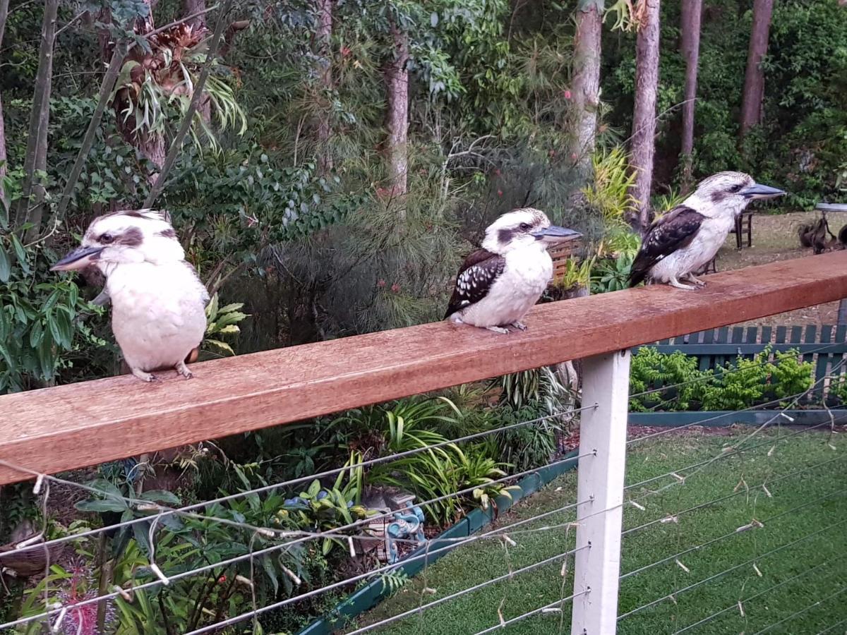 Buderim Forest Hideaway Zewnętrze zdjęcie